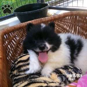 Bella, Pomeranian Puppy